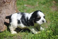 prince3male, a male Cocker Spaniel for sale in Oakland, OR – 10 of 10