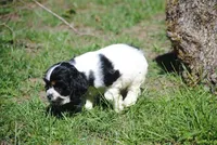 prince2male, a male Cocker Spaniel for sale in Oakland, OR – 7 of 10