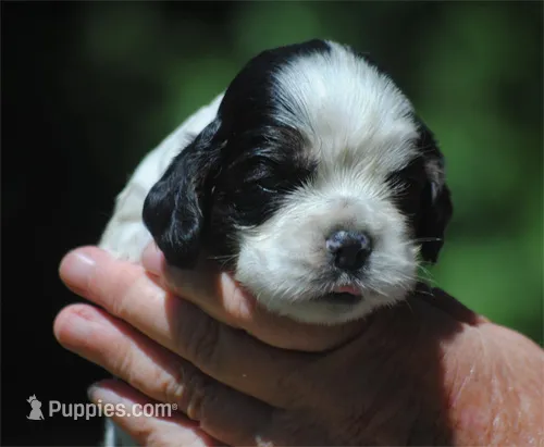 prince3male – Cocker Spaniel puppy for sale in Oakland, OR