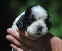 prince3male, a male Cocker Spaniel for sale in Oakland, OR – 1 of 10