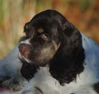 processed/14a4eb22-5f46-4c81-a18f-0c04e4115fb8/listing/66cc6534-db46-45a3-bbb2-86f6c26e0d3c/50dc3f79-fb14-4014-b1d1-4488b1b493b2