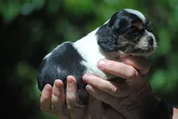 prince1male, a male Cocker Spaniel for sale in Oakland, OR – 4 of 10