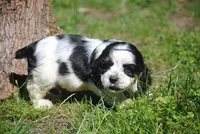 prince3male, a male Cocker Spaniel for sale in Oakland, OR – 4 of 10