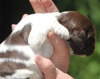 prince2fem, a male Cocker Spaniel for sale in Oakland, OR – 7 of 10