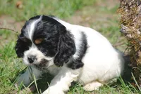 prince2male, a male Cocker Spaniel for sale in Oakland, OR – 4 of 10