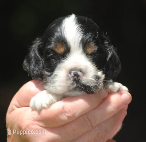 prince2male – Cocker Spaniel puppy for sale in Oakland, OR