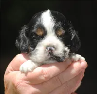 prince2male, a male Cocker Spaniel for sale in Oakland, OR – 1 of 10