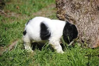 prince2male, a male Cocker Spaniel for sale in Oakland, OR – 9 of 10