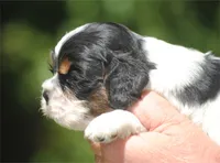 prince1male, a male Cocker Spaniel for sale in Oakland, OR – 9 of 10