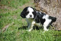 prince3male, a male Cocker Spaniel for sale in Oakland, OR – 8 of 10