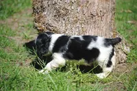 prince3male, a male Cocker Spaniel for sale in Oakland, OR – 6 of 10