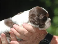 prince1fem, a male Cocker Spaniel for sale in Oakland, OR – 2 of 10