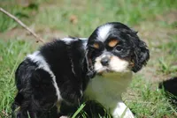 prince1male, a male Cocker Spaniel for sale in Oakland, OR – 6 of 9