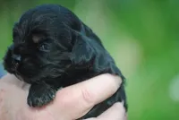 bonblkmale, a male Cocker Spaniel for sale in Oakland, OR – Photo 4 of 6