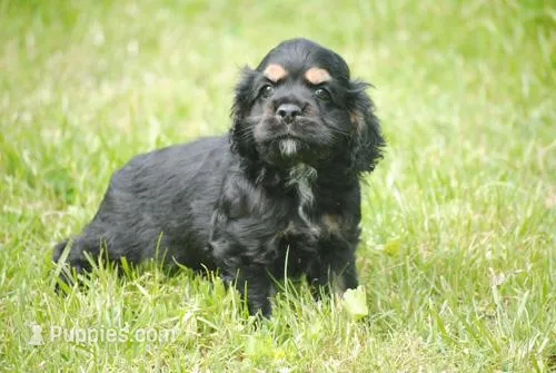bonblkmale – Cocker Spaniel puppy for sale in Oakland, OR
