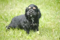 bonblkmale, a male Cocker Spaniel for sale in Oakland, OR – Photo 1 of 7