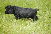 bonblkmale, a male Cocker Spaniel for sale in Oakland, OR – Photo 4 of 7