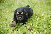 bonblkmale, a male Cocker Spaniel for sale in Oakland, OR – Photo 6 of 7
