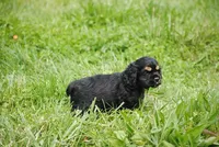 bonblkmale, a male Cocker Spaniel for sale in Oakland, OR – Photo 5 of 7