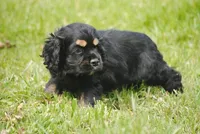 bonblkmale, a male Cocker Spaniel for sale in Oakland, OR – Photo 2 of 7