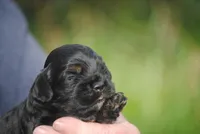bonblkmale, a male Cocker Spaniel for sale in Oakland, OR – Photo 6 of 6