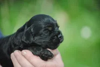 bonblkmale, a male Cocker Spaniel for sale in Oakland, OR – Photo 1 of 6