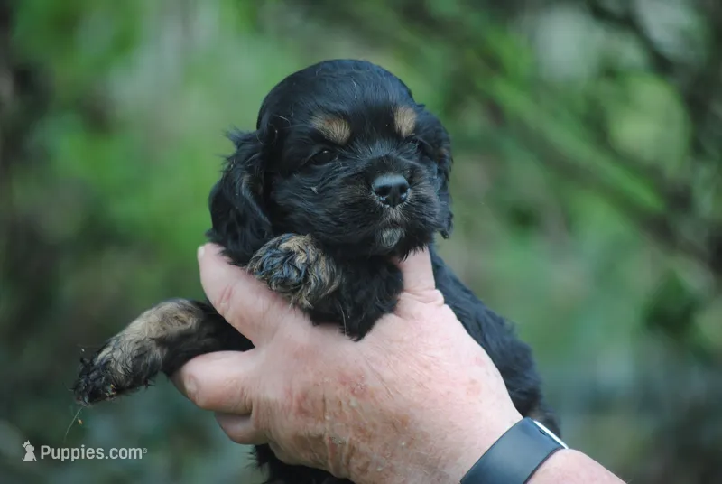 bonblkmale – Cocker Spaniel puppy for sale in Oakland, OR