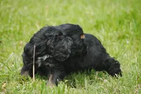 bonblkmale, a male Cocker Spaniel for sale in Oakland, OR – Photo 7 of 7