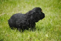 bonblkmale, a male Cocker Spaniel for sale in Oakland, OR – Photo 3 of 7