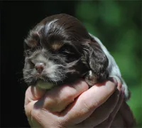 prince2fem, a male Cocker Spaniel for sale in Oakland, OR – 10 of 10