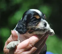 prince1male, a male Cocker Spaniel for sale in Oakland, OR – 6 of 10