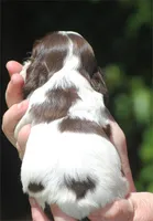 prince1fem, a male Cocker Spaniel for sale in Oakland, OR – 3 of 10