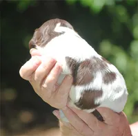prince2fem, a male Cocker Spaniel for sale in Oakland, OR – 5 of 10