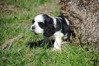 prince3male, a male Cocker Spaniel for sale in Oakland, OR – 2 of 10
