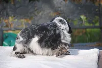 Tia, a female Cocker Spaniel for sale in Oakland, OR – Photo 2 of 8