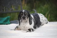 Tia, a female Cocker Spaniel for sale in Oakland, OR – Photo 7 of 8