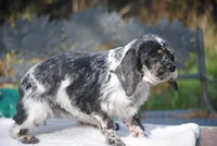 Tia, a female Cocker Spaniel for sale in Oakland, OR – Photo 4 of 8