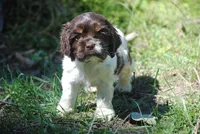 prince2fem, a male Cocker Spaniel for sale in Oakland, OR – 3 of 9