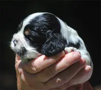 prince2male, a male Cocker Spaniel for sale in Oakland, OR – 8 of 10