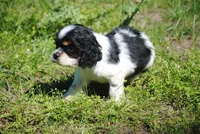 prince1male, a male Cocker Spaniel for sale in Oakland, OR – 7 of 9