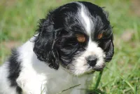prince2male, a male Cocker Spaniel for sale in Oakland, OR – 3 of 10