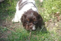 prince2fem, a male Cocker Spaniel for sale in Oakland, OR – 9 of 9