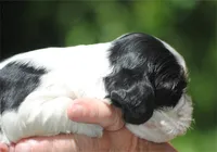 prince3male, a male Cocker Spaniel for sale in Oakland, OR – 8 of 10