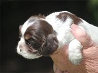 prince1fem, a male Cocker Spaniel for sale in Oakland, OR – 4 of 10