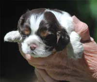 prince1fem, a male Cocker Spaniel for sale in Oakland, OR – 8 of 10