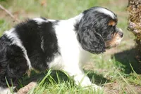prince1male, a male Cocker Spaniel for sale in Oakland, OR – 2 of 9