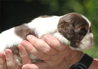 prince1fem, a male Cocker Spaniel for sale in Oakland, OR – 5 of 10