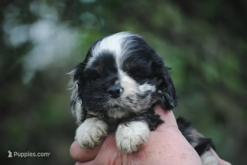bonmerfem – Cocker Spaniel puppy for sale in Oakland, OR
