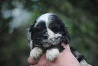 bonmerfem, a female Cocker Spaniel for sale in Oakland, OR – Photo 1 of 8