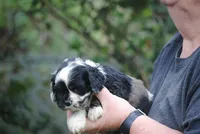 bonmerfem, a female Cocker Spaniel for sale in Oakland, OR – Photo 7 of 8